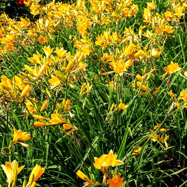 Middendorffs Taglilie (Hemerocallis middendorffii)