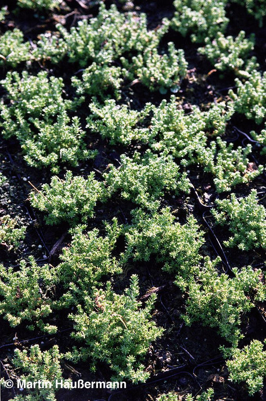 Milder Mauerpfeffer (Sedum sexangulare)