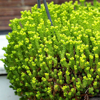 Milder Mauerpfeffer (Sedum sexangulare)