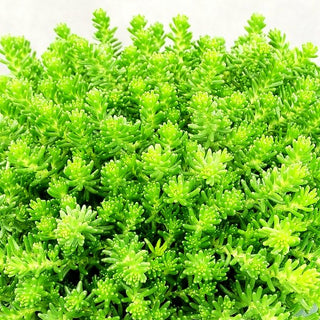 Milder Mauerpfeffer (Sedum sexangulare)