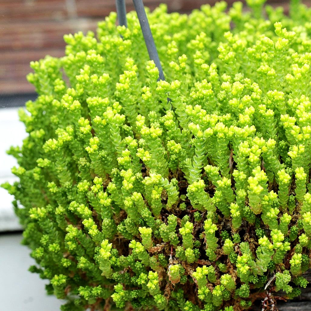 Milder Mauerpfeffer (Sedum sexangulare)