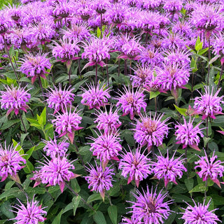 Minzenblättrige Indianernessel 'Mohikaner' (Monarda fistulosa var.menthifolia)
