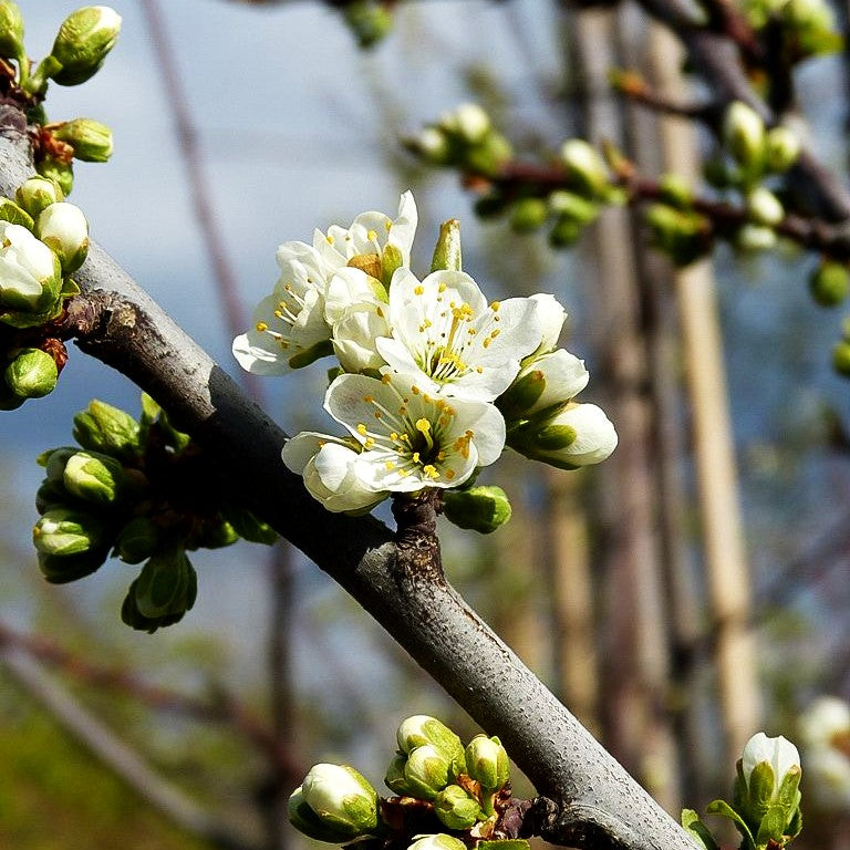 Mirabelle 'Miragrande' (Prunus syr.)