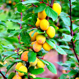 Mirabelle 'Miroma' (Prunus syr.)