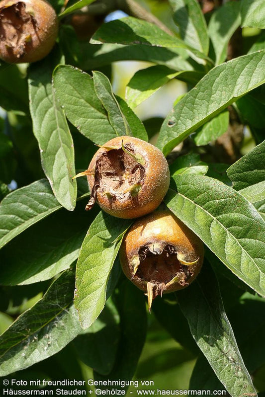 Mispel (Mespilus germanica)