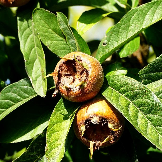 Mispel (Mespilus germanica)