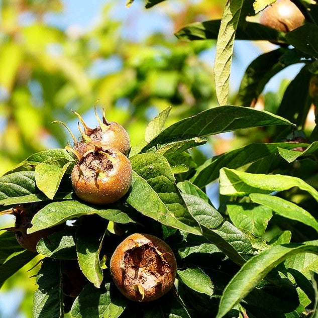Mispel (Mespilus germanica)