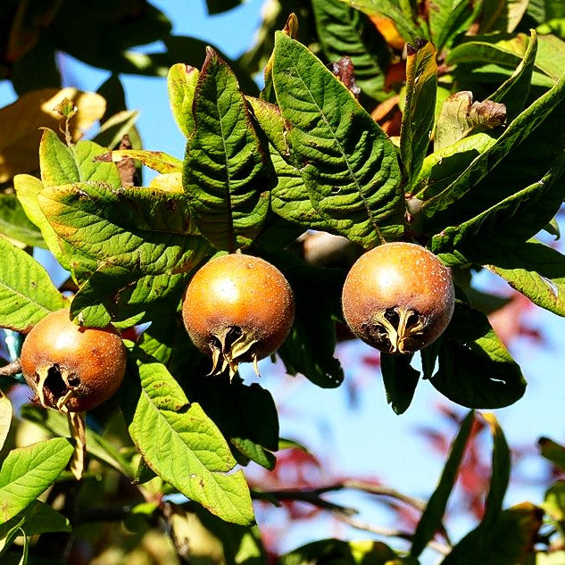 Mispel (Mespilus germanica)