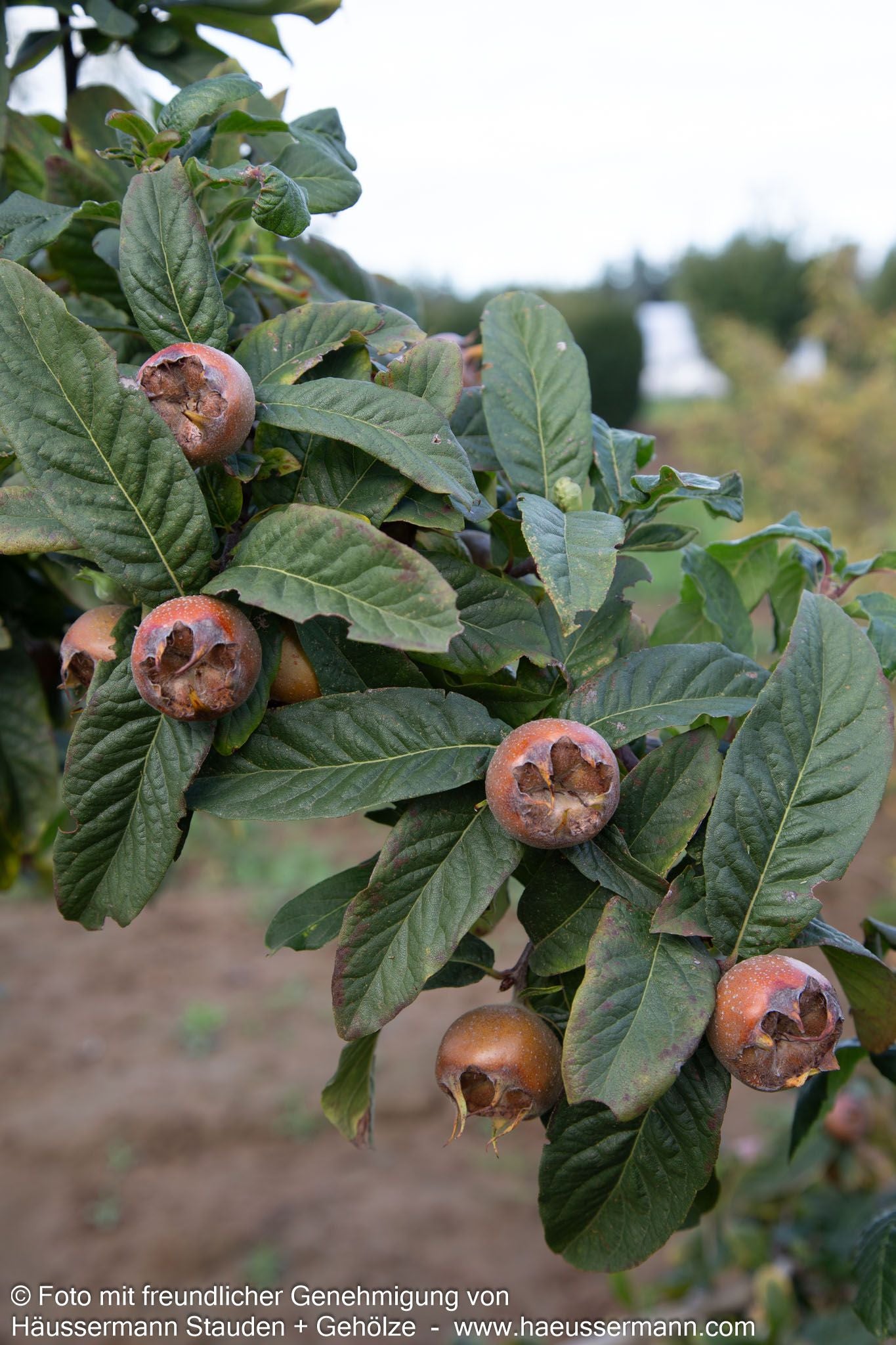 Mispel (Mespilus germanica)