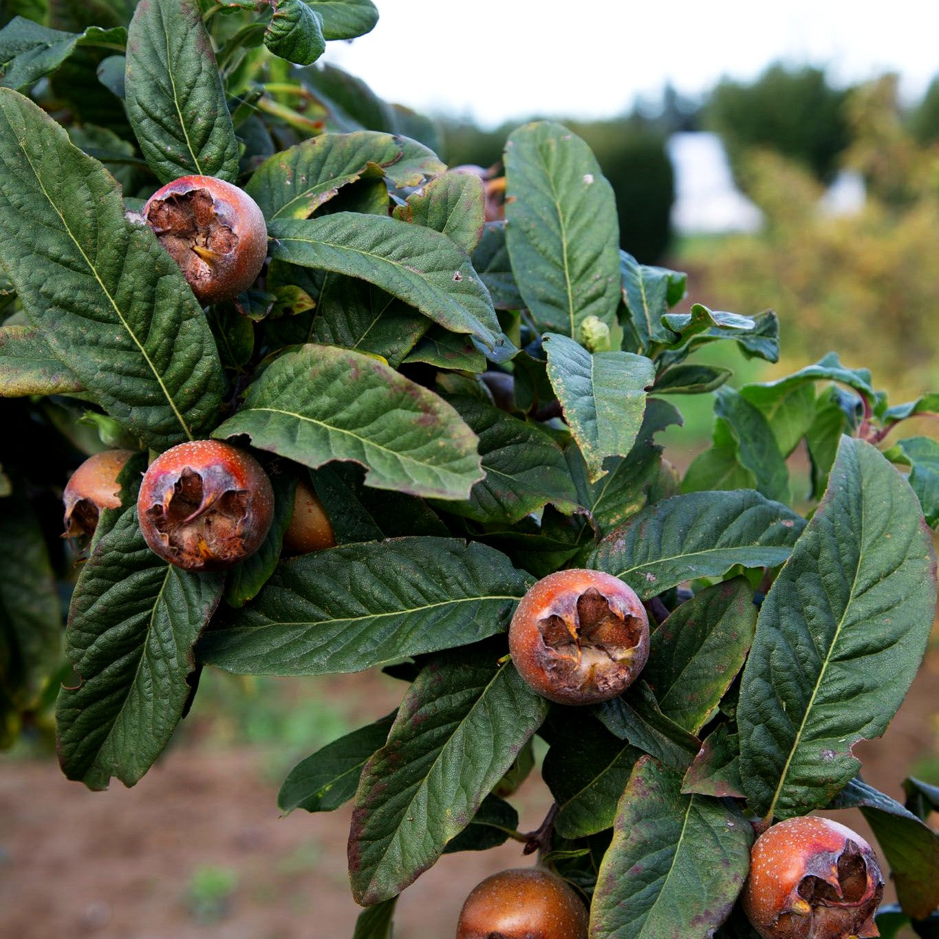 Mispel (Mespilus germanica)