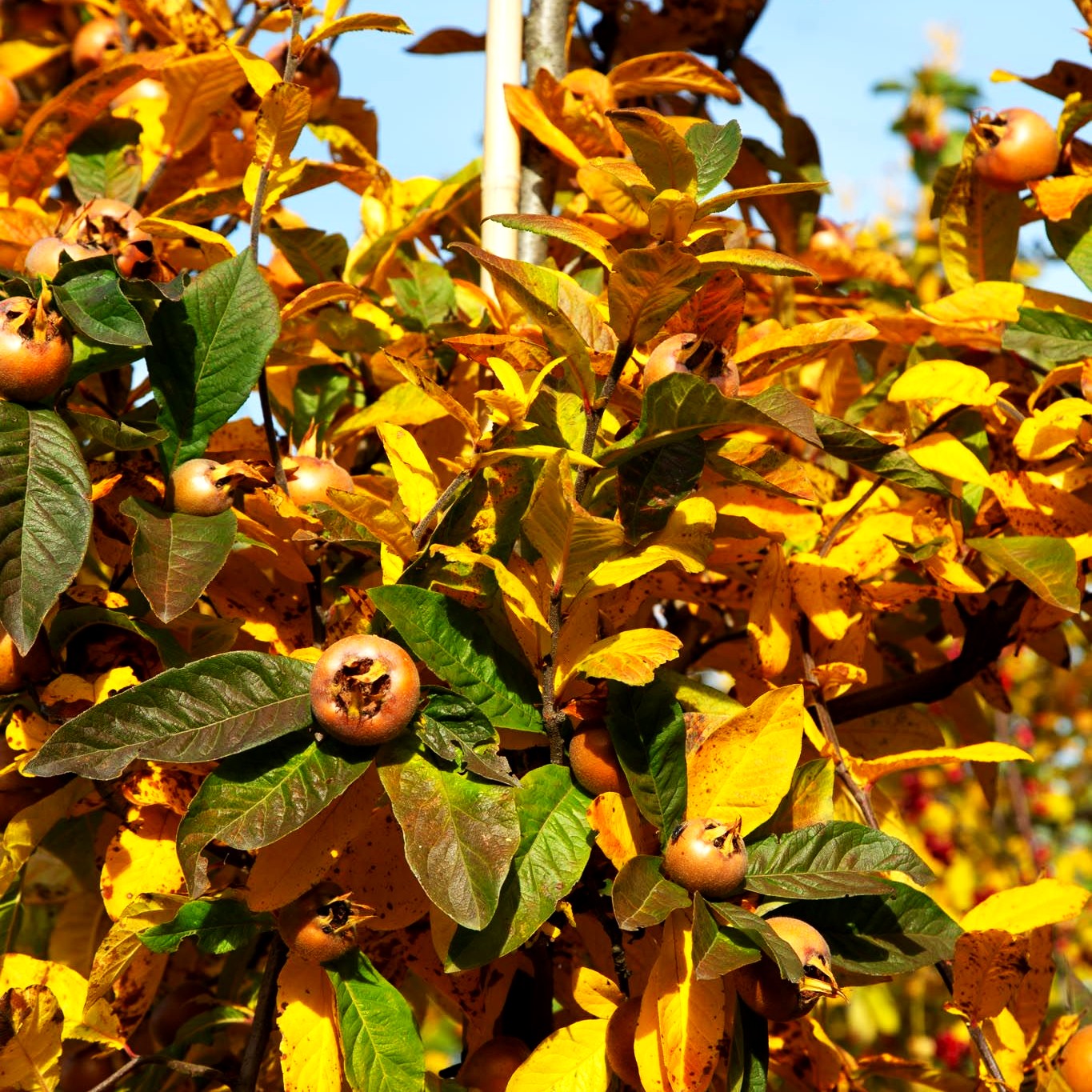 Mispel (Mespilus germanica)