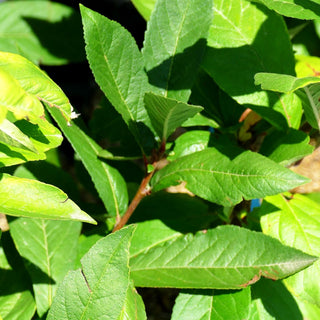 Mispel 'Nottingham' (Mespilus germanica)