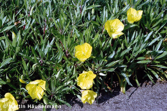 Missouri-Nachtkerze (Oenothera macrocarpa)