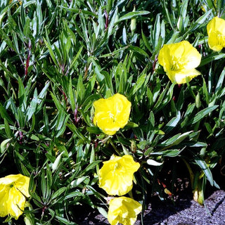 Missouri-Nachtkerze (Oenothera macrocarpa)