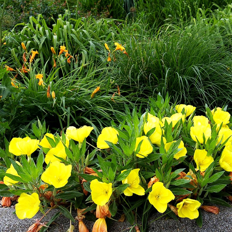 Missouri-Nachtkerze (Oenothera macrocarpa)