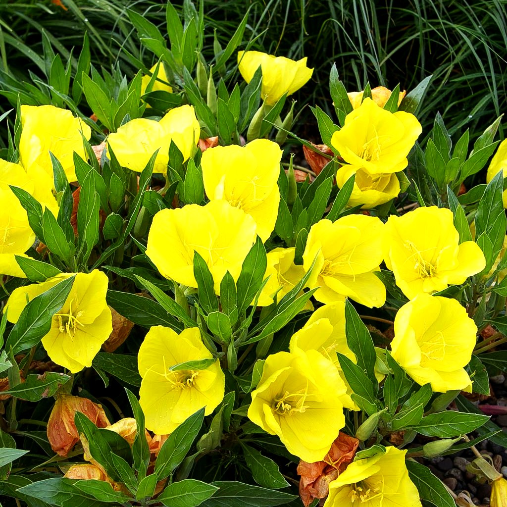 Missouri-Nachtkerze (Oenothera macrocarpa)