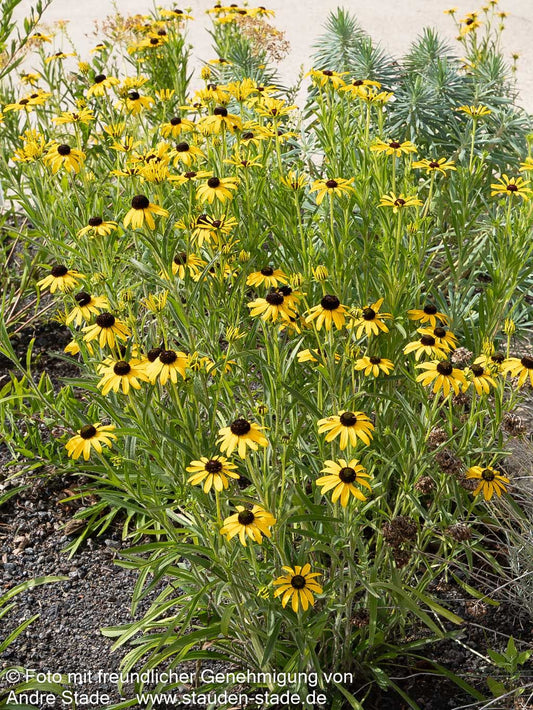 Missouri-Sonnenhut (Rudbeckia missouriensis)