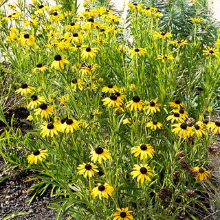 Missouri-Sonnenhut (Rudbeckia missouriensis)