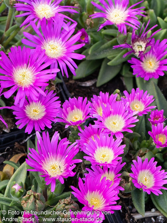 Mittagsblume (Delosperma sutherlandii)