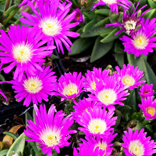Mittagsblume (Delosperma sutherlandii)