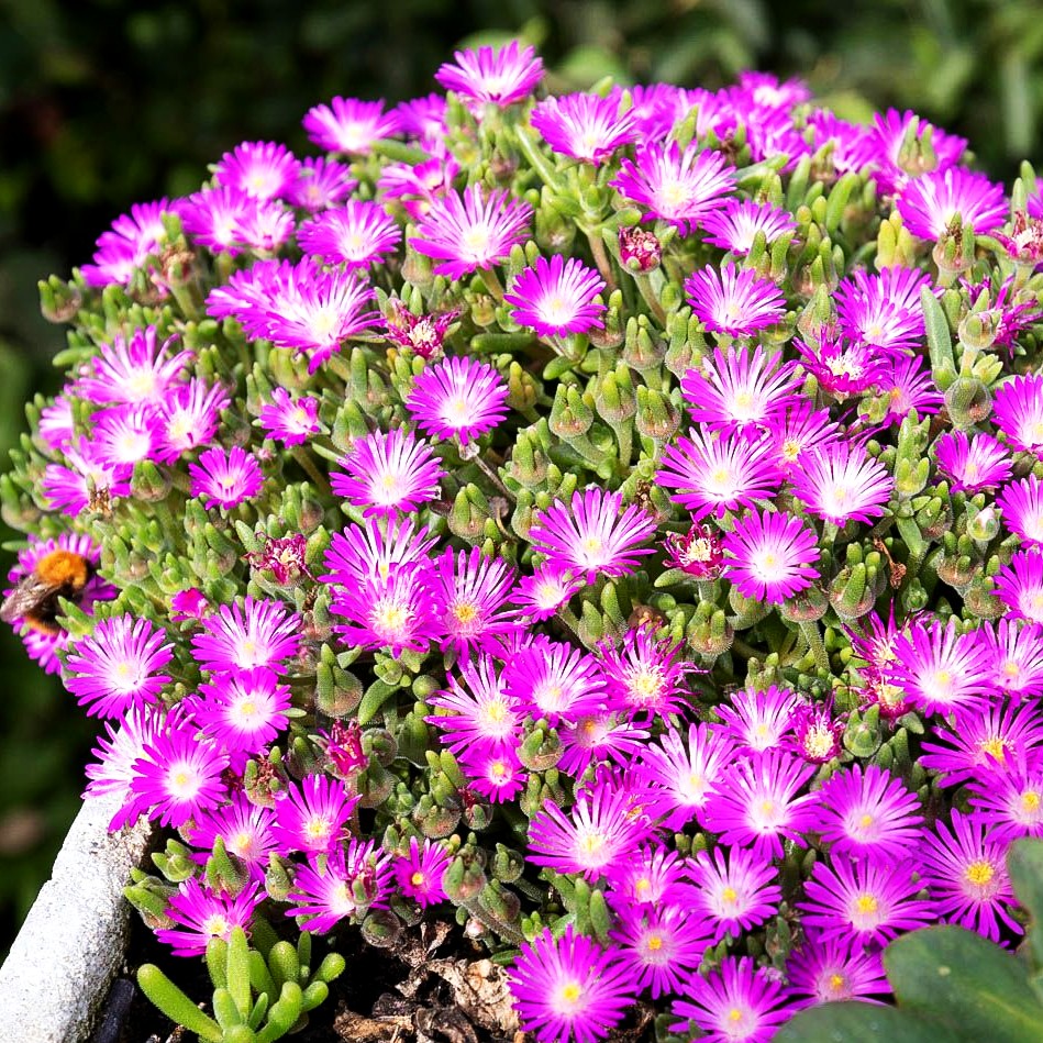 Mittagsblume (Delosperma sutherlandii)