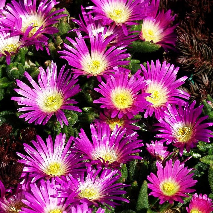 Mittagsblume (Delosperma sutherlandii)