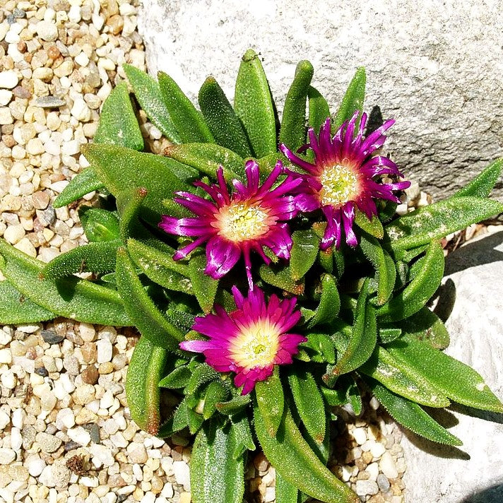 Mittagsblume (Delosperma sutherlandii)
