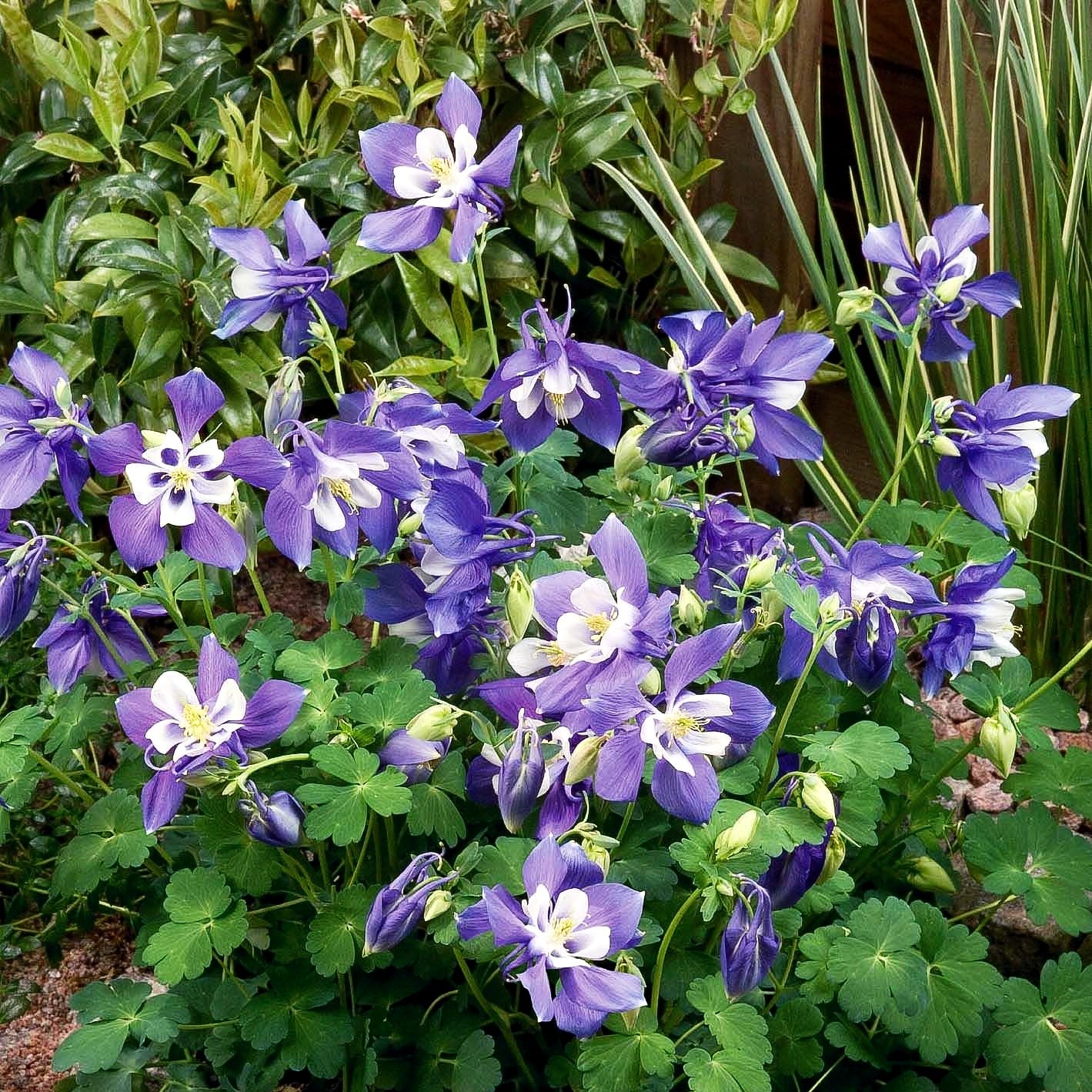 Mittelhohe Akelei 'Spring Magic Blau-Weiß' (Aquilegia flab.)