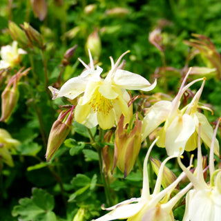 Mittelhohe Akelei 'Spring Magic Gelb' (Aquilegia flab.)