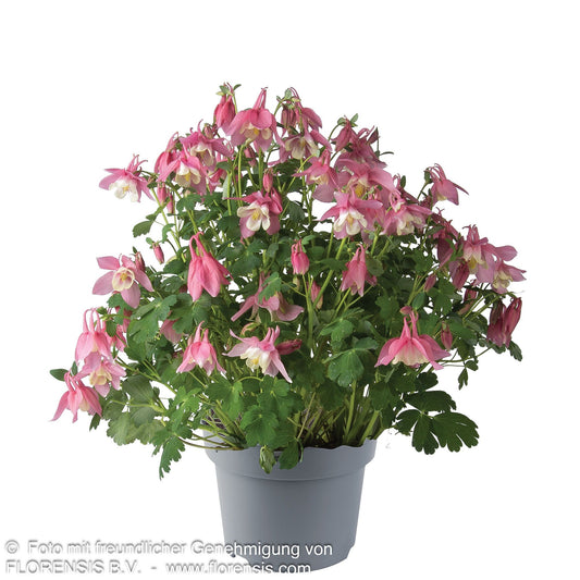 Mittelhohe Akelei 'Spring Magic Rosa-Weiß' (Aquilegia flab.)