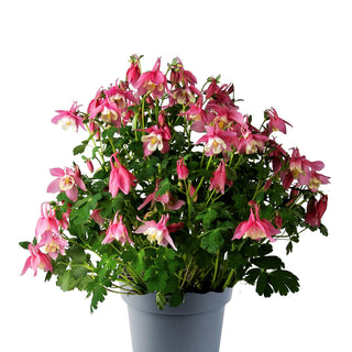 Mittelhohe Akelei 'Spring Magic Rosa-Weiß' (Aquilegia flab.)