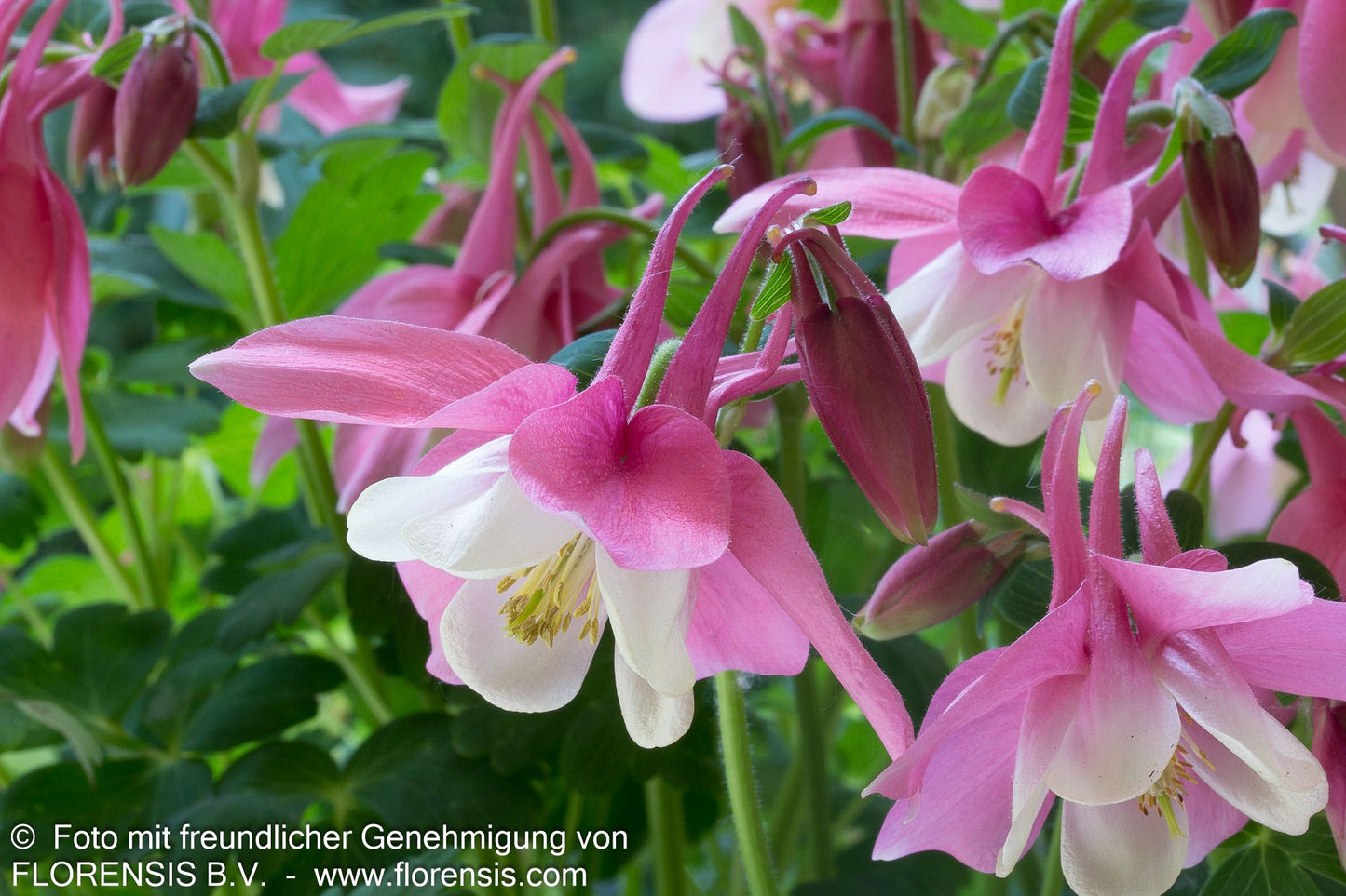 Mittelhohe Akelei 'Spring Magic Rosa-Weiß' (Aquilegia flab.)