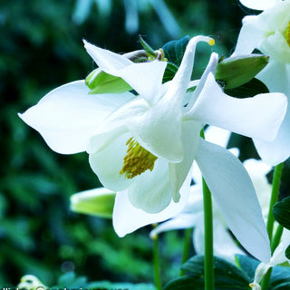 Mittelhohe Akelei 'Spring Magic Weiß' (Aquilegia flab.)