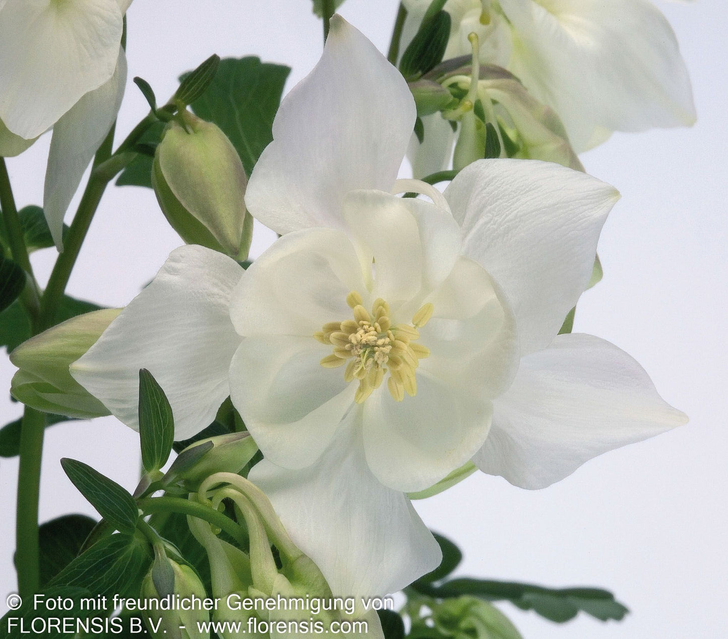 Mittelhohe Akelei 'Spring Magic Weiß' (Aquilegia flab.)