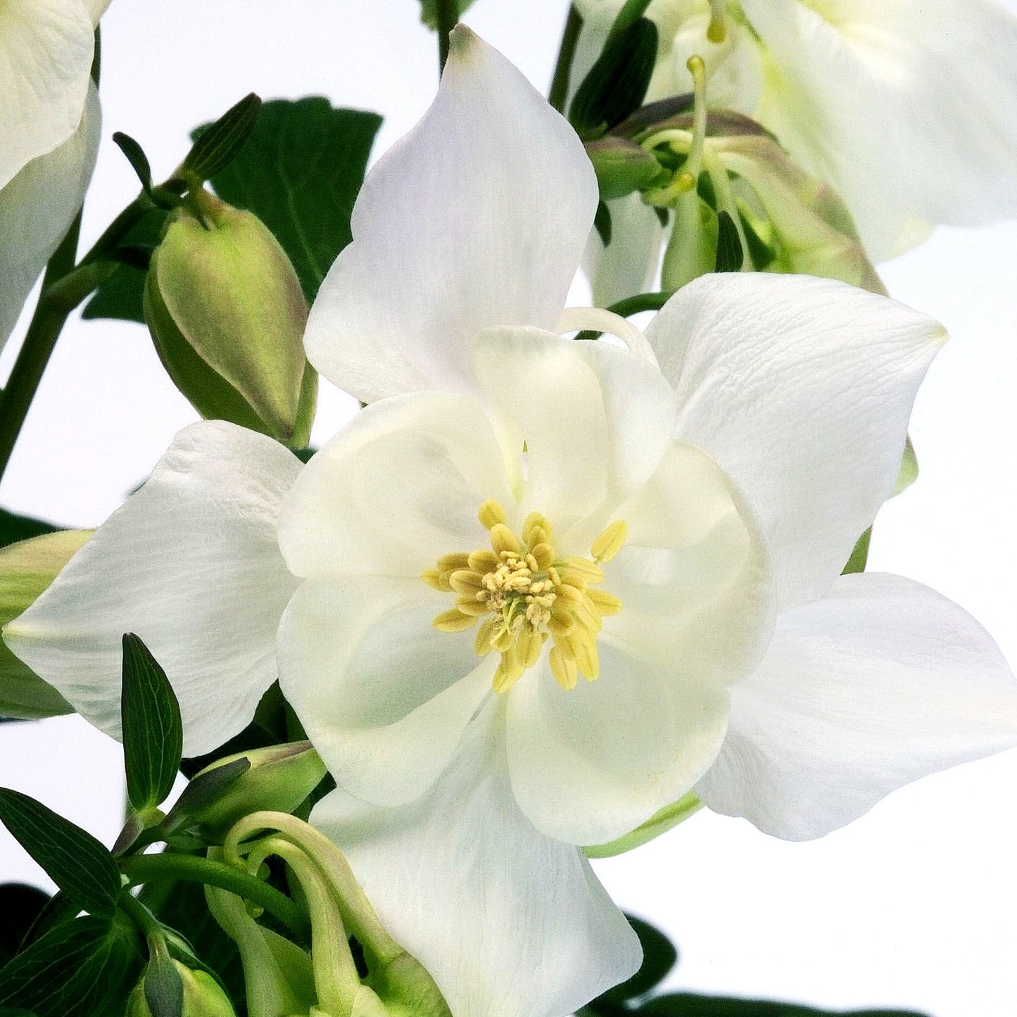 Mittelhohe Akelei 'Spring Magic Weiß' (Aquilegia flab.)