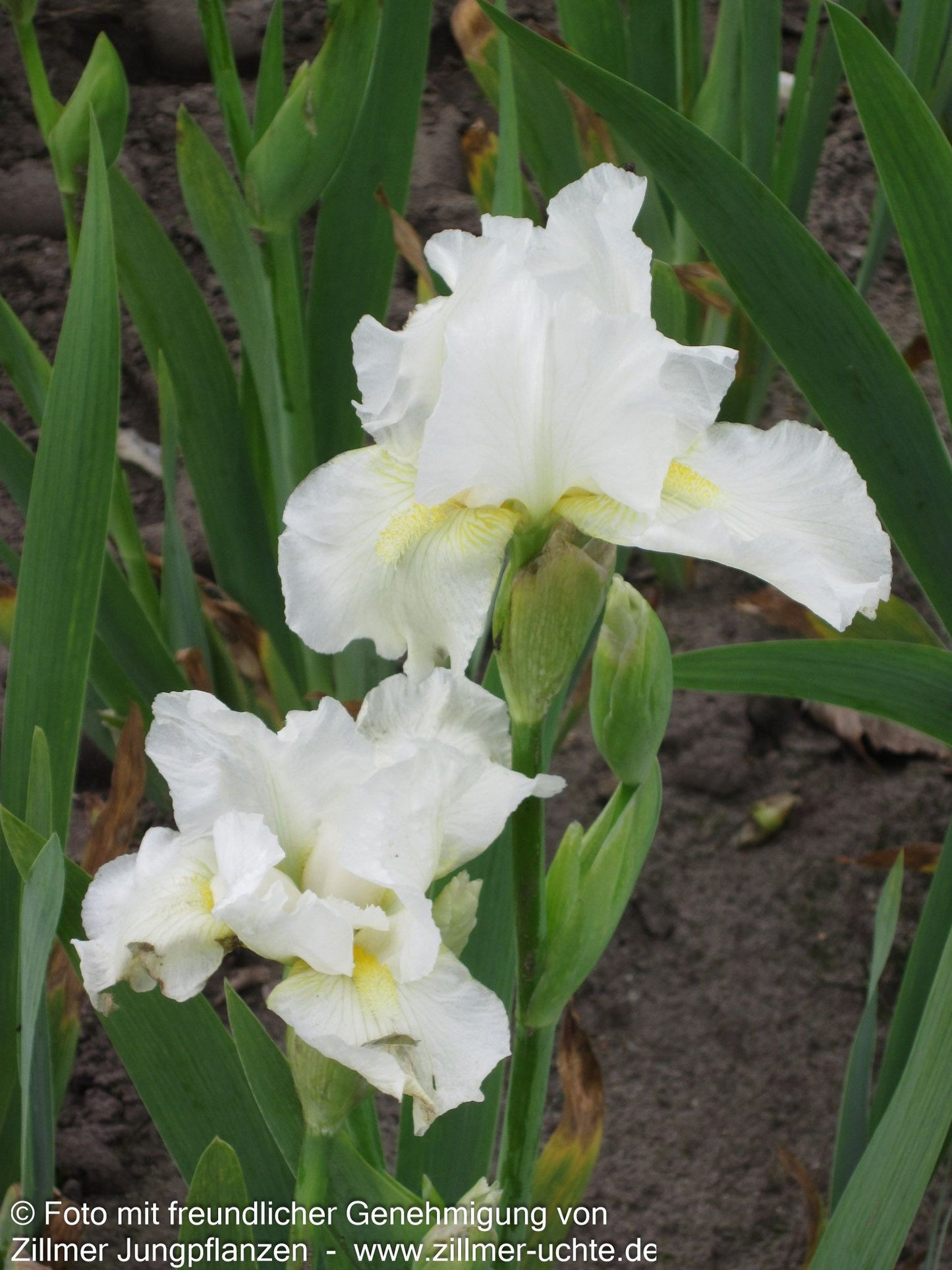 Mittelhohe Bart-Schwertlilie 'Avanelle' (Iris x barb.-media)