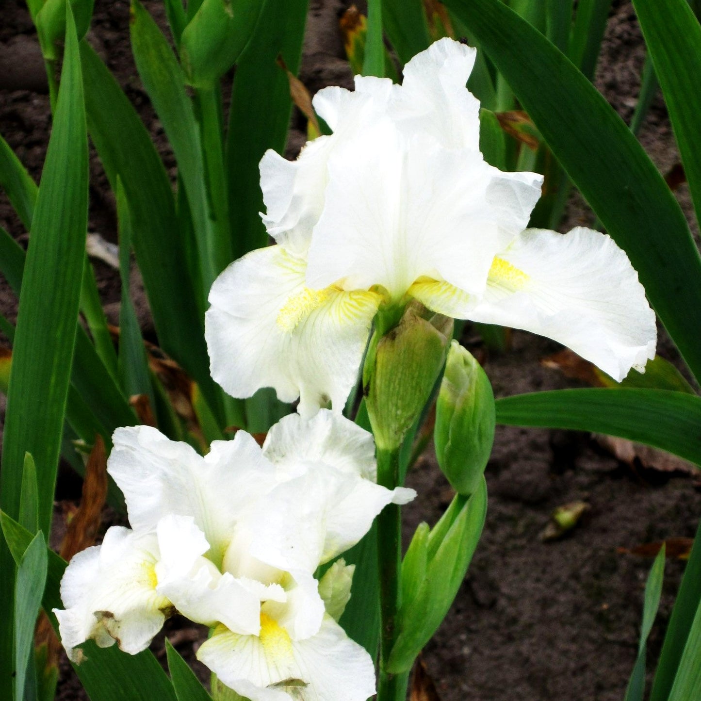 Mittelhohe Bart-Schwertlilie 'Avanelle' (Iris x barb.-media)