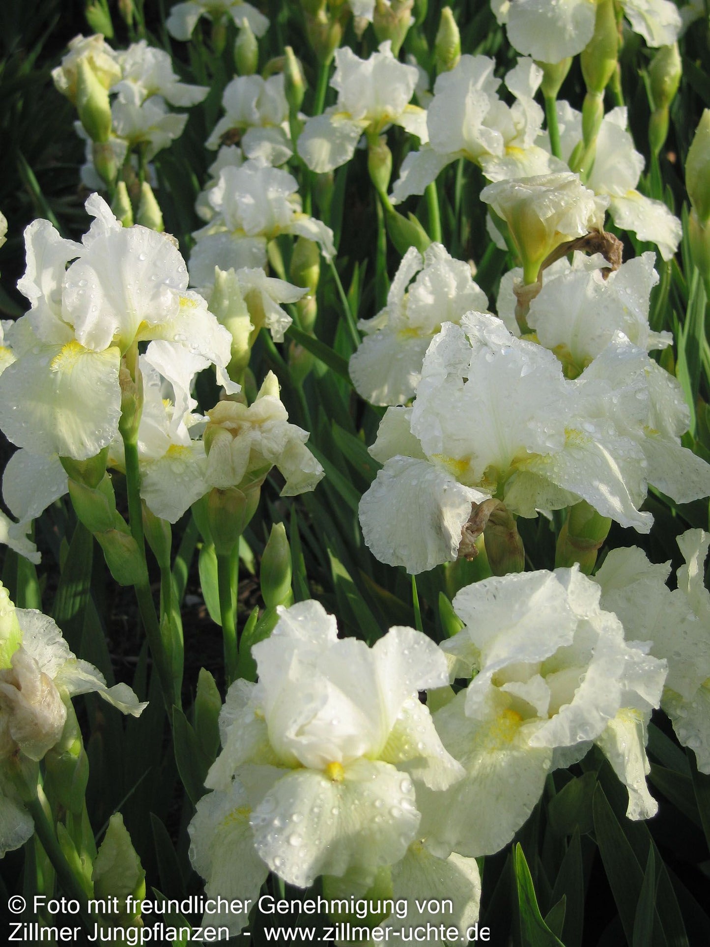 Mittelhohe Bart-Schwertlilie 'Avanelle' (Iris x barb.-media)