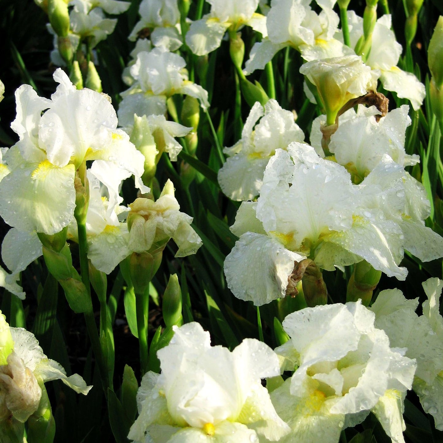 Mittelhohe Bart-Schwertlilie 'Avanelle' (Iris x barb.-media)
