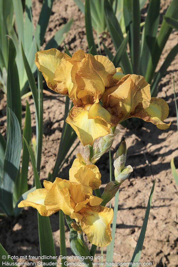 Mittelhohe Bart-Schwertlilie 'Swizzle' (Iris x barb.-media)