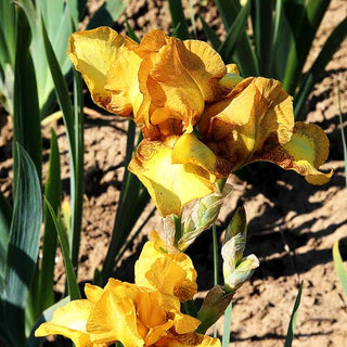 Mittelhohe Bart-Schwertlilie 'Swizzle' (Iris x barb.-media)