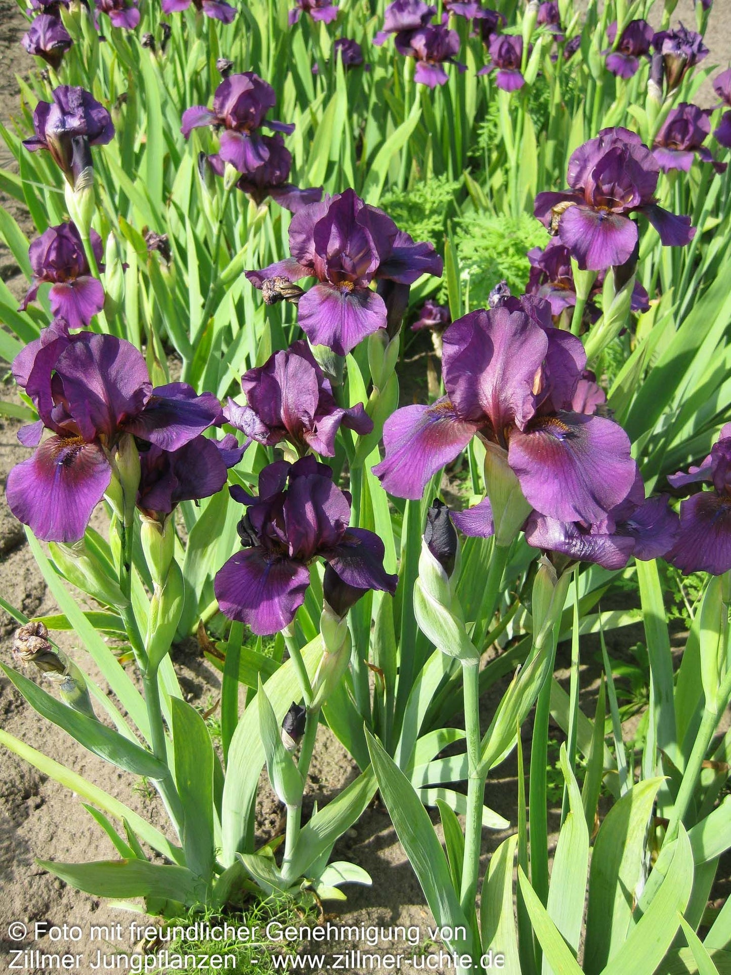 Mittelhohe Bart-Schwertlilie 'Vamp' (Iris x barb.-media)