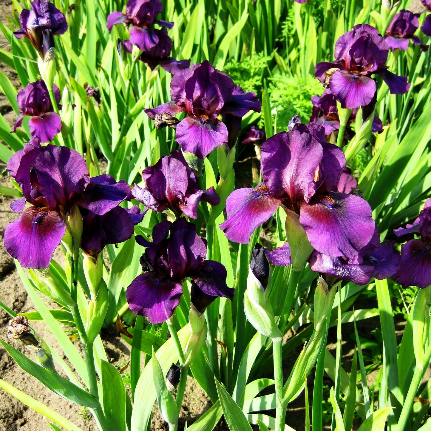 Mittelhohe Bart-Schwertlilie 'Vamp' (Iris x barb.-media)