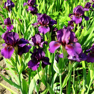 Mittelhohe Bart-Schwertlilie 'Vamp' (Iris x barb.-media)