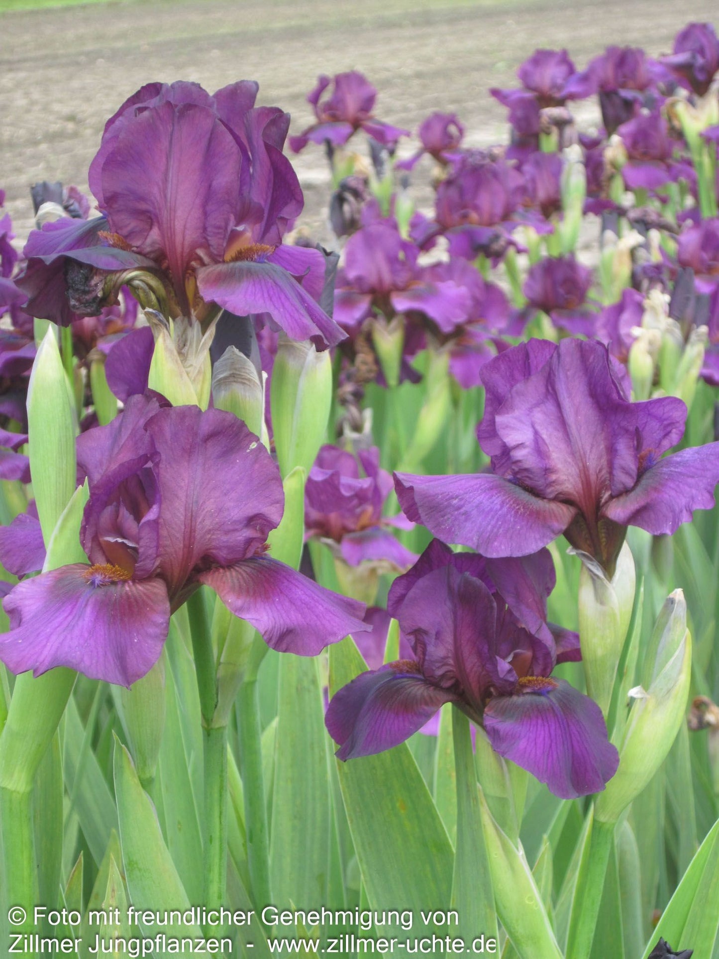 Mittelhohe Bart-Schwertlilie 'Vamp' (Iris x barb.-media)