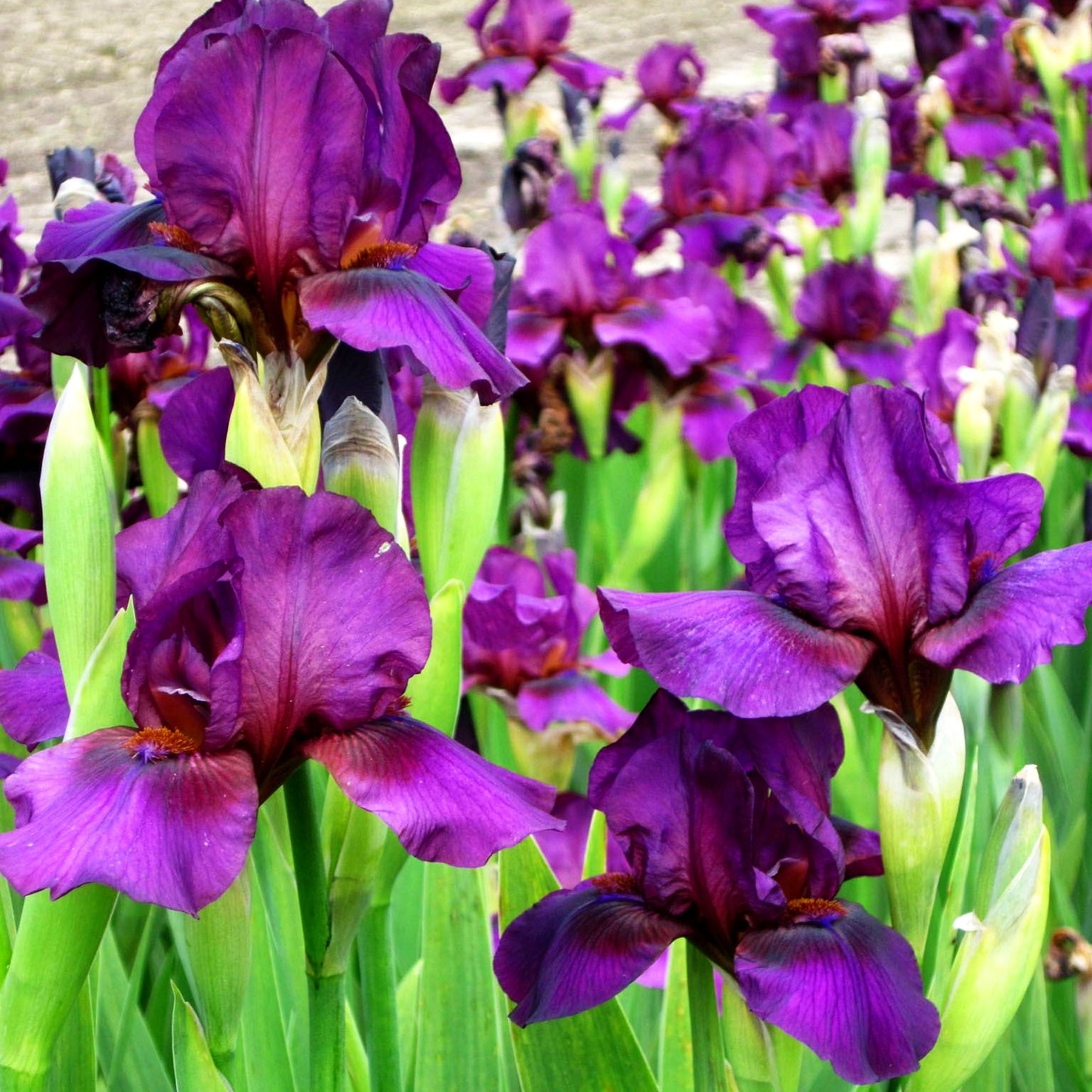 Mittelhohe Bart-Schwertlilie 'Vamp' (Iris x barb.-media)