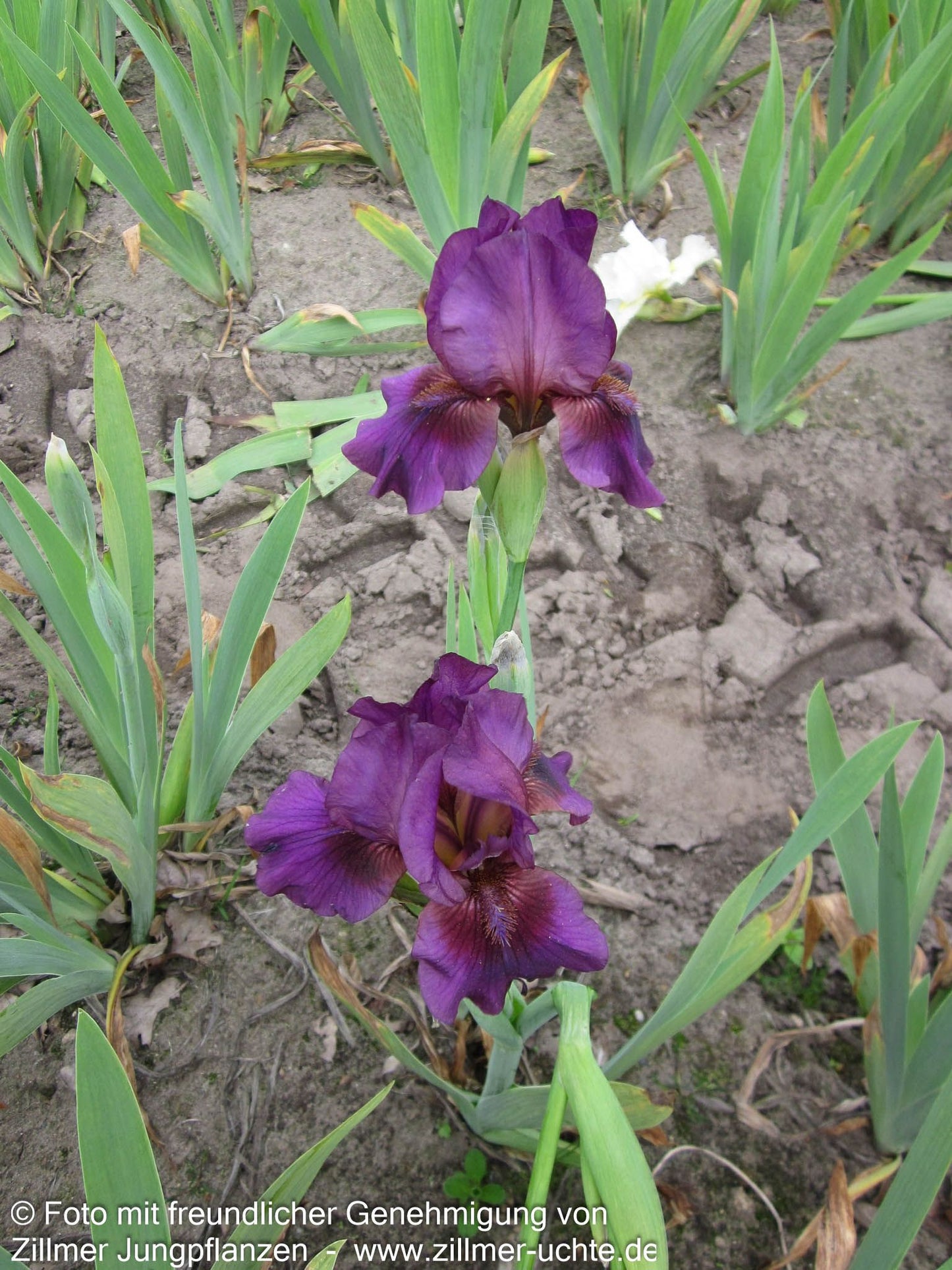 Mittelhohe Bart-Schwertlilie 'Vamp' (Iris x barb.-media)