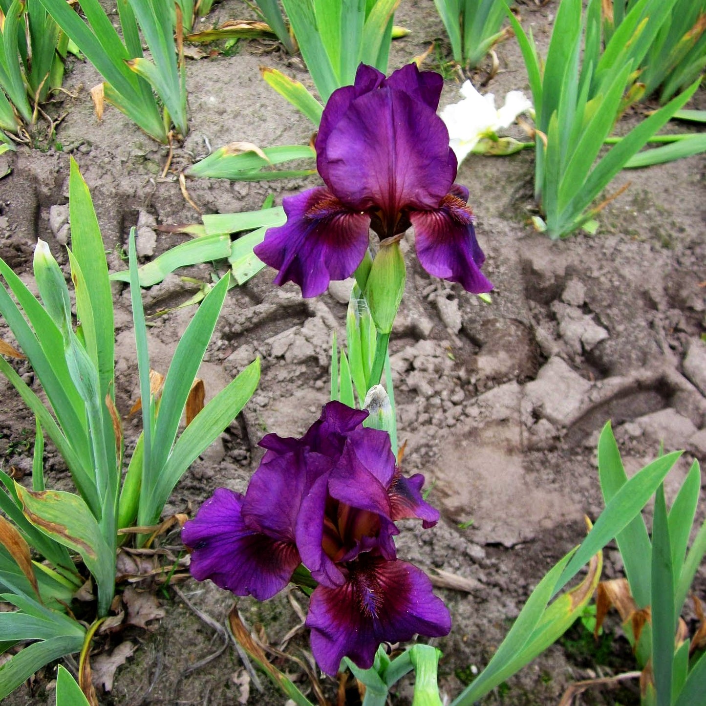 Mittelhohe Bart-Schwertlilie 'Vamp' (Iris x barb.-media)