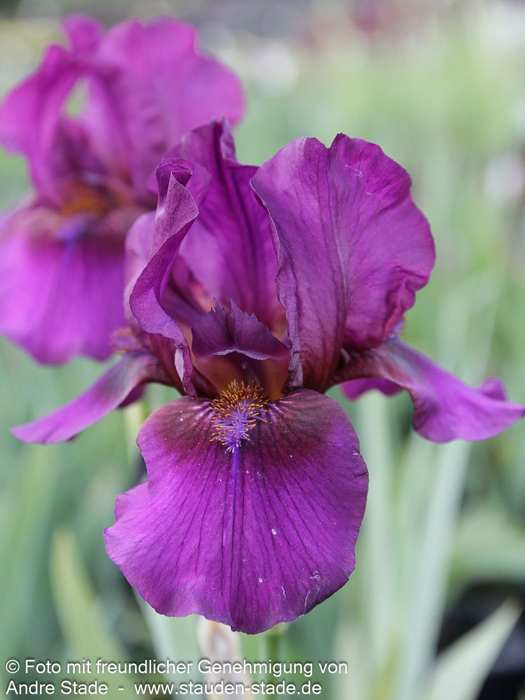 Mittelhohe Bart-Schwertlilie 'Vamp' (Iris x barb.-media)