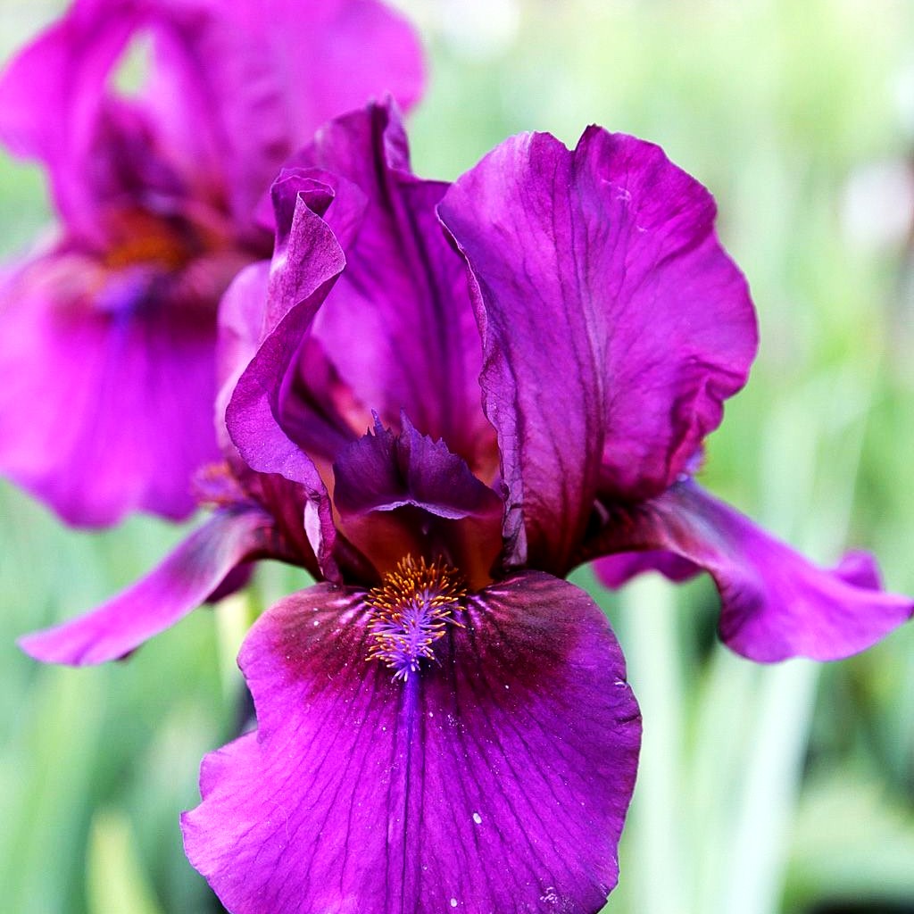 Mittelhohe Bart-Schwertlilie 'Vamp' (Iris x barb.-media)